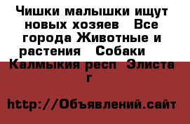   Чишки-малышки ищут новых хозяев - Все города Животные и растения » Собаки   . Калмыкия респ.,Элиста г.